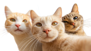 Tarif chat supplémentaire Offrez un séjour à tous vos félins à Niort 79 Lentrechats Trois chats curieux regardant l’objectif, illustrant le tarif pour un chat supplémentaire en pension à Niort (79).