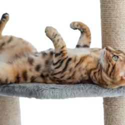 Voici les éléments optimisés pour le SEO de votre site internet présentant votre pension pour chats à Niort (79) : Texte alternatif (alt text) : Chat Bengal détendu allongé sur un arbre à chat dans une pension féline à Niort (79). Titre (title) : Pension pour chats à Niort (79) – Confort et bien-être pour votre félin Chat Bengal détendu allongé sur un arbre à chat dans une pension féline à Niort (79)